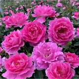 意轩【带花苞】欧月果汁阳台室内观花植物花卉盆栽四季开花月季 天方夜谭【中苗】【带花苞】