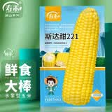 寿禾 超甜水果玉米种子大全紫糯黑甜糯可生食粘甜种孑夏秋季寿光蔬菜 大棒黄甜斯达甜玉米种子100g