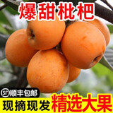 采缇四川云南蒙自枇杷新鲜大果攀枝花米易高山甜枇杷当季新鲜孕妇水果 1斤中果20-30g