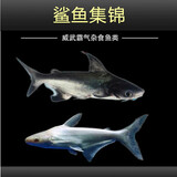 乐淘逸宠乐淘逸宠淡水鲨鱼活体热带观赏鱼大型虎头鲨龙鱼配鱼 8-10cm蓝鲨1条
