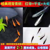 采缇（CAITI）观背青鳉观赏鱼魔法鱼冷水鱼小型锦鲤金鱼淡水鱼不打氧好养活体 观背红帝2条+干支2条+大s2条