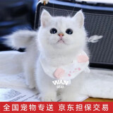 涴喵 纯种宠物猫咪活体金银渐层幼猫全程辅助养猫签订合同双重保障 宠物级 银渐层猫