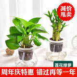 玖枝苑玻璃瓶四季水培植物盆栽套装 栀子花办公室盆栽绿植发财树 绿萝+荷花竹  带盆栽好