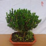 小叶雀舌黄杨粗杆盆景米叶黄杨盆景素材 绿植盆栽 雀舌黄杨主干2厘米