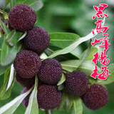 言清 正宗嫁接杨梅树苗 南方北方种植盆栽地栽果树苗庭院阳台果苗木 黑高峰杨梅4年苗(当年结果)