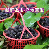 现发现摘新鲜桑葚野生特级桑葚子黑桑水果特产桑椹汁酵素泡酒空运 四斤装新鲜现摘中等左右桑椹果子