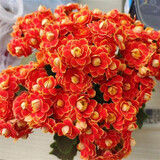 手耕田长寿花盆栽重瓣金狐狸大花带花苞花苗四季室内开花好养的花卉植物 【苗原土带花苞】金狐狸 不含盆