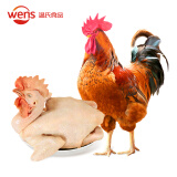 温氏供港农养大公鸡1.6kg 高品质 冷冻土鸡散养走地鸡炒鸡 整鸡