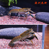 AIPHAROW佛蓝鳌虾冷水观赏宠物虾佛兰熬虾佛罗里达蓝橙白敖螯蝦活体 澳洲龙虾(6-8cm)(更具观赏价值)