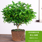 绿有意正宗清香胡椒木盆栽花卉室内外驱蚊草植物树苗老桩盆景九里香绿植 胡椒木6年大苗清香驱蚊(原土无盆 含盆