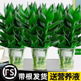 绿有意观音竹富贵竹水培植物带根花卉绿植绿萝室内盆栽转运竹子水养好养 3盆】观音竹3棵简易杯+营养液