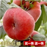 花幽谷【两株装】嫁接桃树苗盆栽地栽庭院阳台桃花桃子久保阳山树苗南方 美国红蟠当年结果【四年苗两株】 81cm(含)-110cm(含)