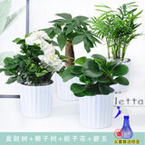 盆栽室内净化空气桌面植物花卉 【组合】碧玉+椰子树+栀子花+发财树(竖纹盆) 含盆