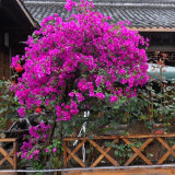 百芳缘三角梅树苗花卉四季开花重瓣绿化攀缘植物盆景精品盆栽地栽叶子花 大叶詹娜 5年苗可以当年开花