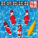 招财如意锦鲤冷水观赏鱼大型纯种精品红白三色招财鱼好养耐活风水鱼活鱼 一帆风顺（随机颜色1条） 8-10cm