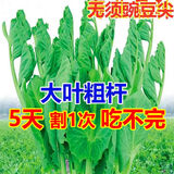 大叶无须豌豆苗种子豌豆尖吃苗四季阳台盆栽芽苗菜秋冬季蔬菜种子 【大叶无须】豌豆尖种子【关注店铺优先发货】 精选500克(一斤)