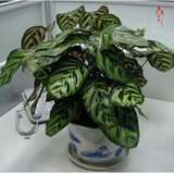 室内绿植花卉盆栽孔雀竹芋 猫眼彩虹绿植盆栽植物 大孔雀40-60厘米高 原盆原土发货 含原装简易塑料盆