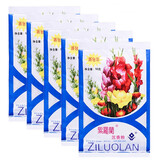 紫罗兰 沉香粉50g老北京国货袋装散粉香蜜粉轻薄清透裸妆 5袋装