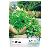 绿林花语马齿苋种子野生食用四季蔬菜盆栽野菜马齿菜蚂蚱菜长寿马齿苋种孑
