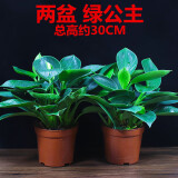 金钻盆栽绿公主盆栽植物办公室内客厅四季常青桌面绿植 两盆绿公主(塑料盆，三株苗) 带盆栽好