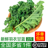 绿食者 新鲜羽衣甘蓝 绿叶甘兰芥蓝菜kale 西餐色拉沙拉菜 健康轻食蔬菜 1斤