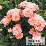 沫澄3颗 耐寒蔷薇花苗爬藤四季开花室内盆栽室外藤本月季花卉易活植物 13甜梦 精品花苗 不含盆