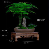 瀚林怡景（HANLINYIJING）文竹盆栽山水盆景植物室内客厅桌面办公室绿植花卉云竹四季常青 文竹-紫砂盆-木座