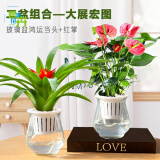 盆栽室内水培水养开花植物办公室四季好养绿植一帆风顺 加厚跳舞玻璃盆鸿运当头+红掌 带盆栽好