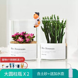 绿荫巷子多肉植物仙人掌盆栽肉肉室内桌面创意绿植小盆栽带盆 【吹雪+彭珊瑚】玻璃杯+小猫+壶