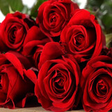 誉满园（yumanyuan）蔷薇花种子四季种子种植耐寒循环开花易活盆栽花卉种孑 红玫瑰花种子100粒+肥料