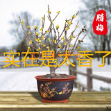 腊梅花腊梅树苗树桩盆景盆栽花卉素心梅冬季开花耐寒庭院植物耐寒不含盆 腊梅5年壮苗（当年开花）