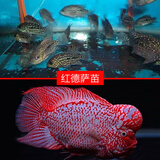 AIPHAROW泰国进口罗汉苗热带观赏鱼活体鸿运泰金花纹红德萨高爆头率罗汉鱼 进口精选高起头红德萨1对装