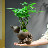 自然空间发财树盆栽室内绿植 福葫艺术紫砂盆多杆招财树+2营养液 源头直发