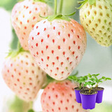 寿禾草莓苗带土发货大苗寿光大型苗场四季带盆栽好蔬菜苗批发种子秧苗 【口感更好】小白草莓苗 1盆