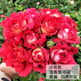 沫澄3颗 耐寒蔷薇花苗爬藤四季开花室内盆栽室外藤本月季花卉易活植物 15小女孩 精品花苗 不含盆