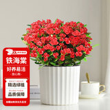 花翁虎刺梅盆栽花卉室内绿植大盆铁海棠(竖纹吸水盆)源头直发