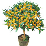 春草碧 桂花树苗桂花盆栽四季桂阳台庭院盆栽地栽绿植花卉园林绿化四季桂花树苗绿化苗木可食用泡茶 G金桂 2年苗