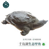 千岛湖生态甲鱼足年足龄生长中华鳖活体 大老鳖活体王八清水鳖 鲜活 5龄1000g鲜活公鳖 生态甲鱼-鲜活到家