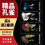 疯狂水草孔雀鱼观赏鱼水族活体热带鱼小型淡水鱼苗 【3CM左右】精品孔雀鱼C 共8条