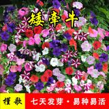 简雪太阳花种子重瓣混色盆栽四季种植易活花籽室内外阳台庭院花卉种子