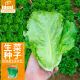 IDEAL理想农业 生菜种子四季耐抽薹蔬菜种籽家庭种植速生菜籽5g*1袋