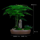 瀚林怡景（HANLINYIJING）文竹盆栽山水盆景植物室内客厅桌面办公室绿植花卉云竹四季常青 文竹-紫砂盆