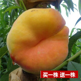 花幽谷【两株装】嫁接桃树苗盆栽地栽庭院阳台桃花桃子久保阳山树苗南方 黄金蟠当年结果【四年苗两株】 81cm(含)-110cm(含)