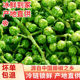 大唐神厨青花椒新鲜调料四川特产特麻350g鲜藤椒现摘麻椒粒真空鲜花椒 保鲜青花椒350g*1袋