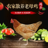 沂蒙荟馨园老母鸡散养鸡 两年老母鸡净重2.2斤左右 1100g 散养两年老母鸡