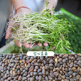 寿禾 芽菜种子萝卜四季秋冬季四季无土水培蔬菜豌豆芽 空心菜种子 200g【芽苗菜用】