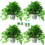 绿萝盆栽室内花卉绿植盆景净化空气绿箩长藤大叶茂盛办公家居摆设绿色植被带藤懒人吸水盆 精品吸水盆绿萝四盆+2营养液