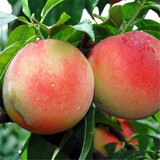 三根毛六年大苗当年结果樱桃树苗盆栽地栽果树苗当年结果 水蜜桃桃树 六年大苗当年结果