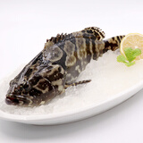 鲜活珍珠斑500-600g/条