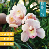 艾莹四季兰花苗兰宝石中矮种夏带花苞出售浓香花卉新手好养盆栽 胭脂白雪 2苗连体